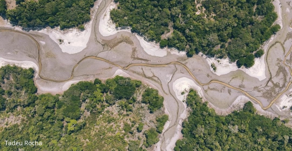 A Amazônia e seu papel crucial no contexto das mudanças climáticas